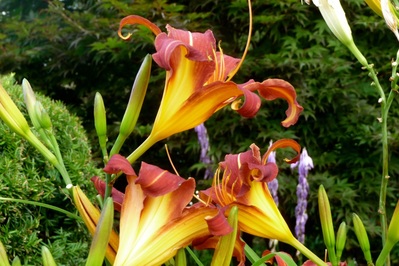 Picture of Lilies in a Mount Washington Garden